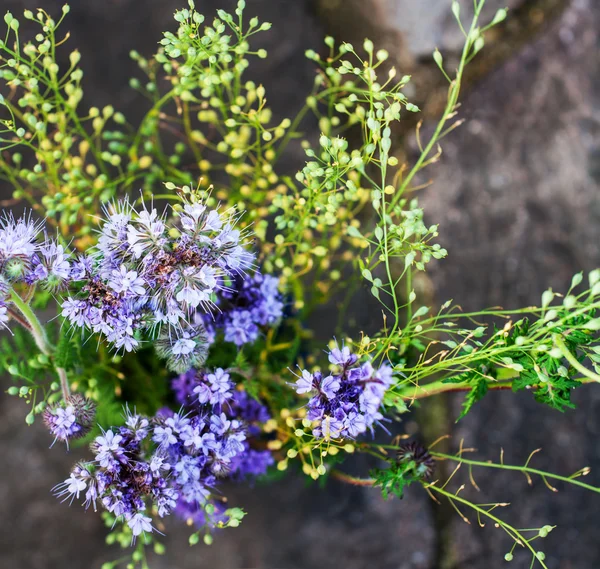 Flores silvestres púrpuras sobre fondo oscuro — Foto de Stock