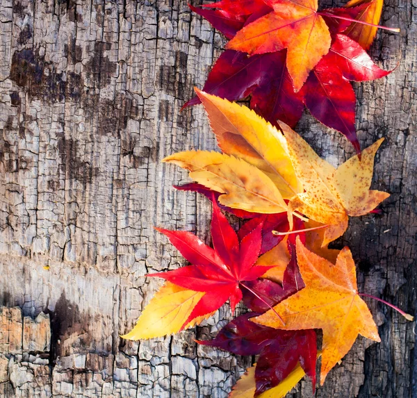 Foglie autunnali su fondo di legno — Foto Stock