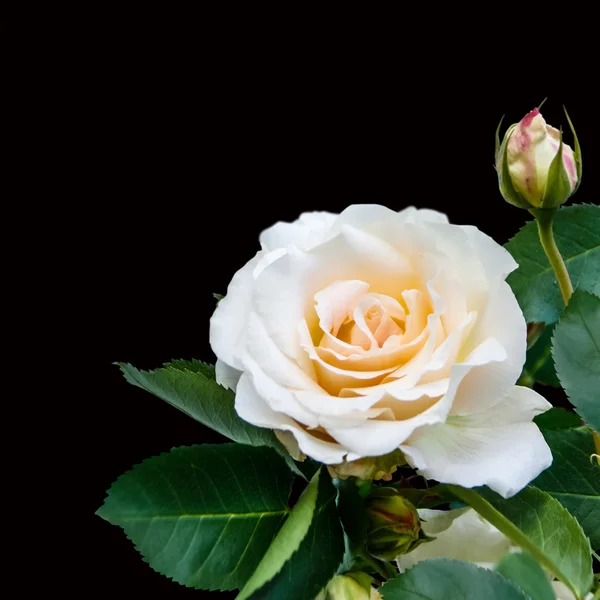 Rosa blanca sobre fondo negro — Foto de Stock