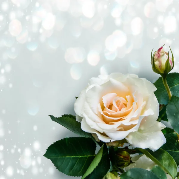 Weiße Rose auf grauem Hintergrund — Stockfoto