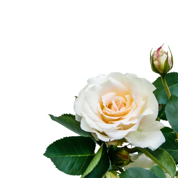 Rosa bianca su sfondo bianco — Foto Stock