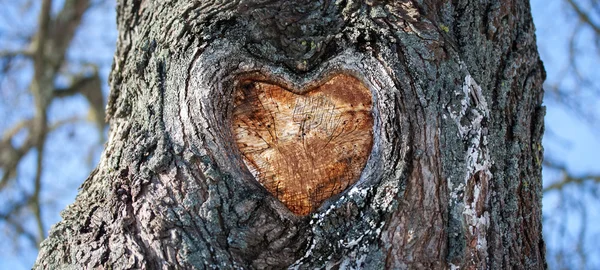 Coeur en bois sur tronc d'arbre — Photo