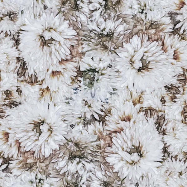 Nahtloses Muster mit Aster-Blüten — Stockfoto