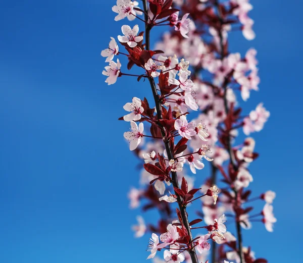 Brindille de prune cerise rose — Photo