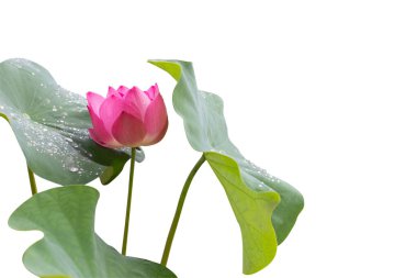  Nilüfer çiçekleri ve yaprakları kırpma yolları olan beyaz arkaplanda izole edilmiş.