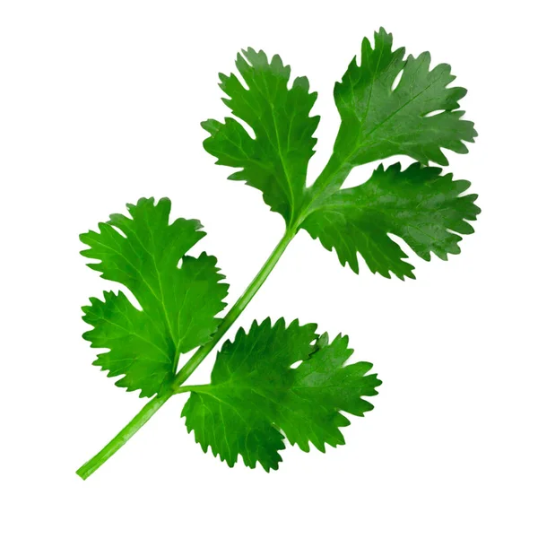 Fresh Green Vegan Vitamin Parsley Top View Isolated White Background — Stock Photo, Image