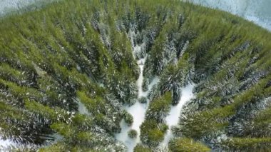 Kış sezonu karlı ağaçların üzerinde uçan