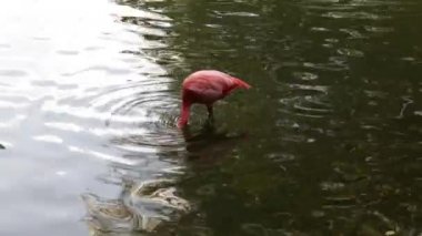 Suyun altında yemek için arama flamingo.
