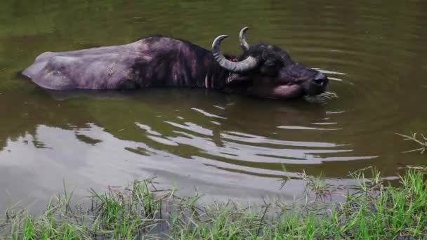 Water buffalo ontspannen in vijver — Stockvideo