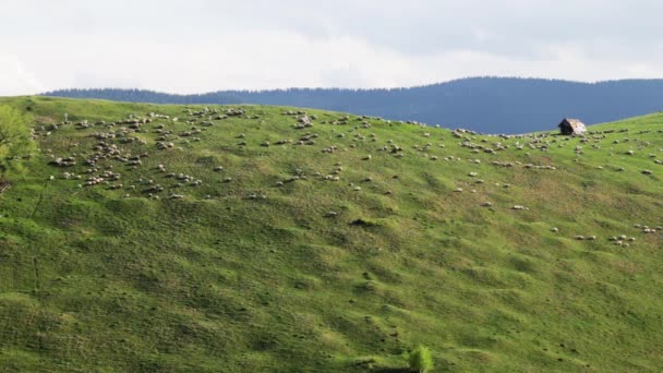 Schafe auf dem Hügel — Stockvideo