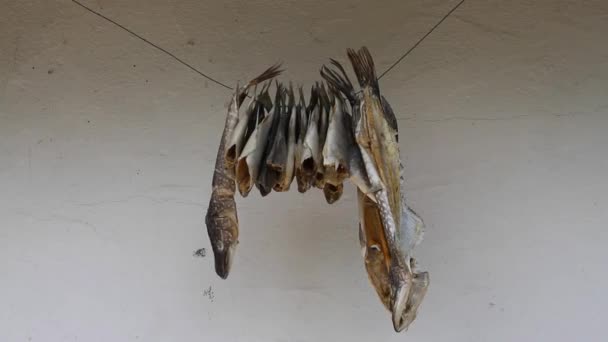 Stock de pescado al aire libre secado en una cuerda — Vídeos de Stock