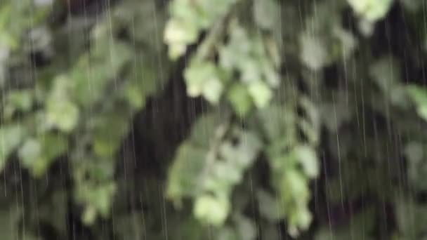 Chuva cai close-up na frente da árvore desfocada Vídeo De Bancos De Imagens