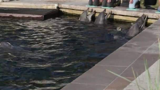 Osoby karmienia delfiny w delfinarium — Wideo stockowe