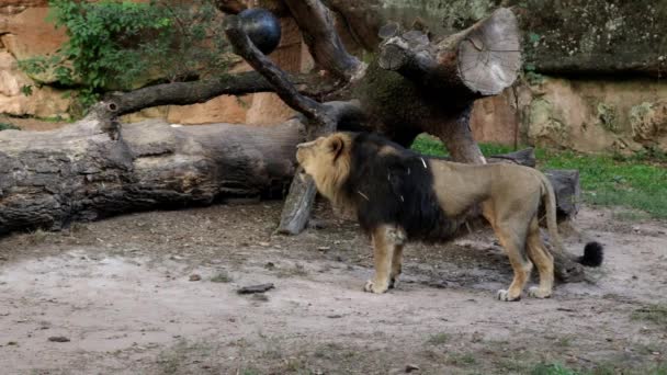 Lion roaring in the zoo. Sound included. — Stock Video