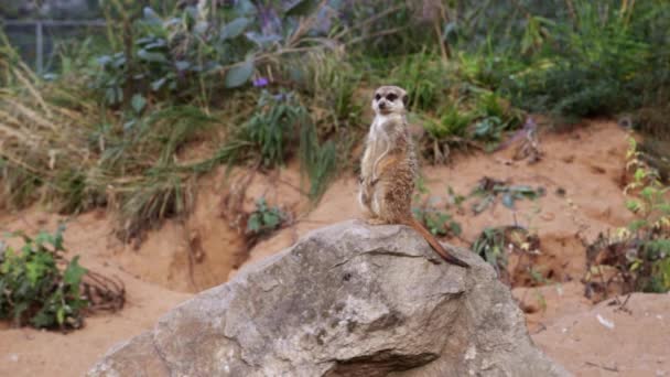 Meerkatt debout sur un rocher 