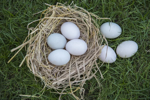 Poner huevos blancos en el nido —  Fotos de Stock