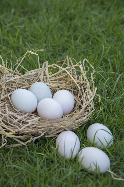 Poner huevos blancos en el nido —  Fotos de Stock