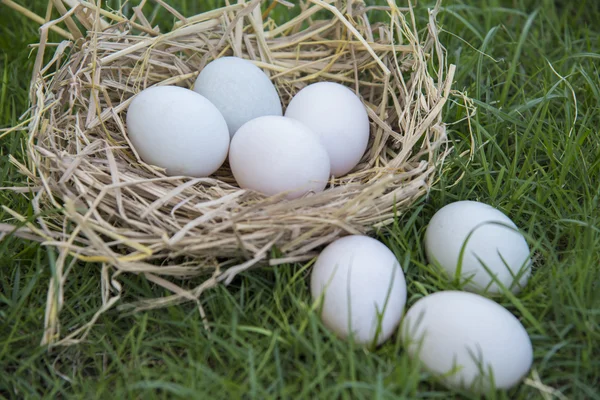 Oeufs blancs pondus dans le nid — Photo