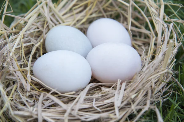 Poner Huevos Blancos Nido Aves —  Fotos de Stock