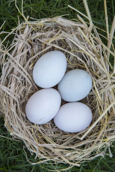 Poner Huevos Blancos Nido Aves —  Fotos de Stock