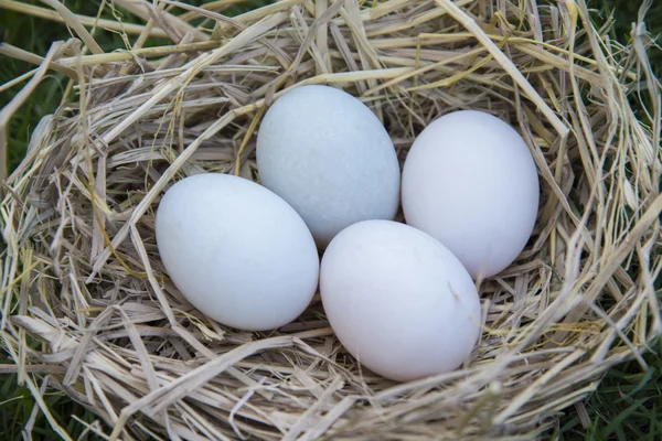 Poner huevos blancos en el nido de aves —  Fotos de Stock