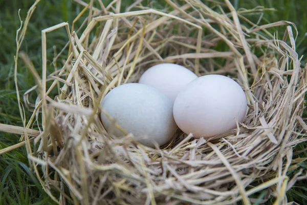 Poner huevos blancos en el nido de aves —  Fotos de Stock