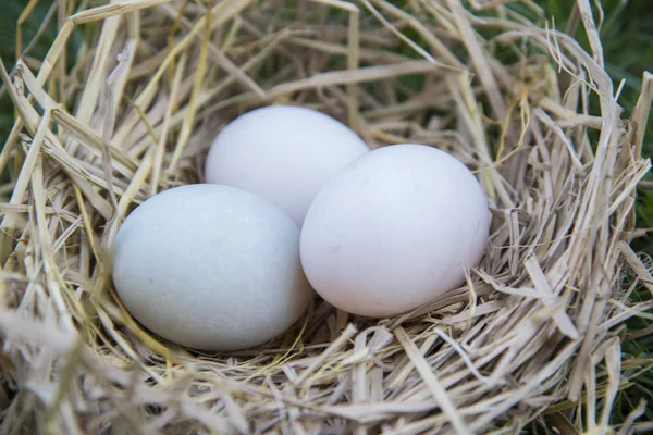 Oeufs Blancs Pondus Dans Nid Oiseaux — Photo