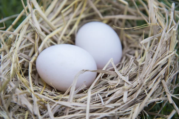 Poner huevos blancos en el nido de aves —  Fotos de Stock