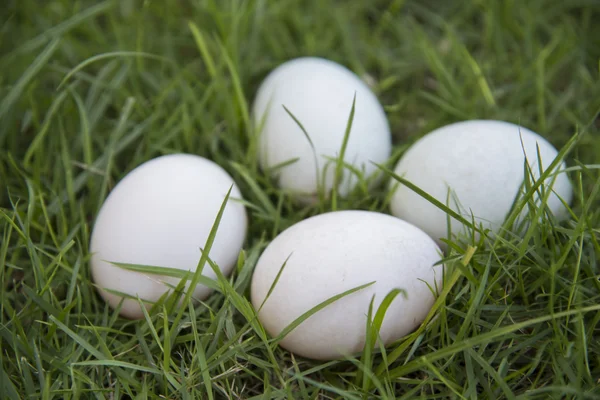 Oeufs blancs pondus dans le nid — Photo