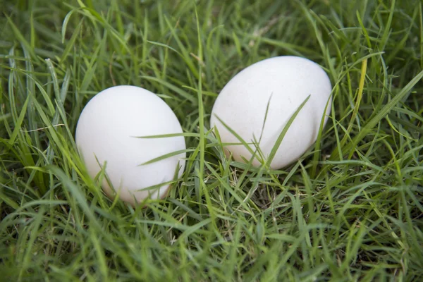 Çim döşeme beyaz yumurta.