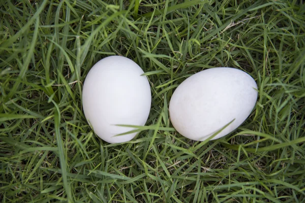 Œufs blancs pondus sur herbe . — Photo