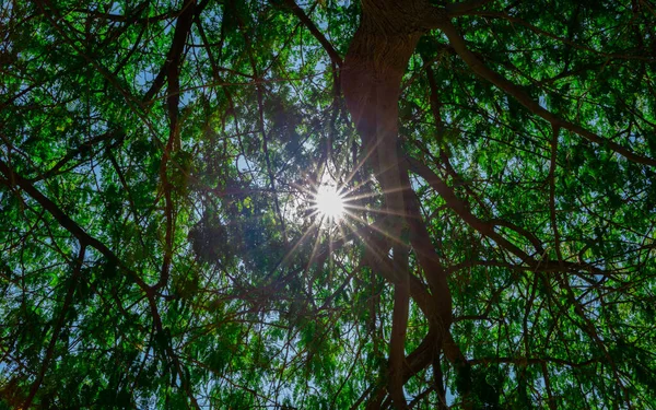 Image Fond Lumière Soleil Traversant Ensemble Des Feuilles Des Branches — Photo