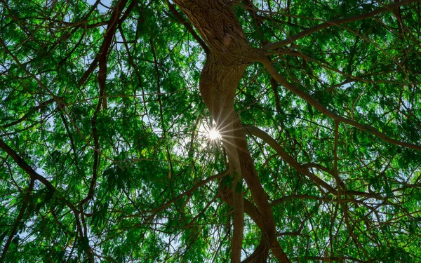 Фоновое Изображение Солнечного Света Проходящего Через Множество Листьев Ветвей Летний — стоковое фото