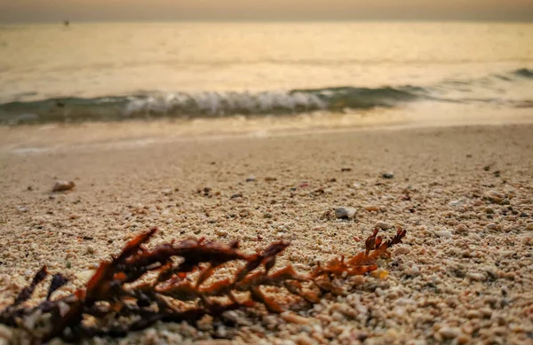 Imagen Fondo Del Hermoso Amanecer Playa Francesa Qatar Con Conchas —  Fotos de Stock