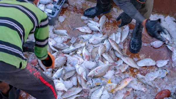 Pescador Classificando Peixes Capturados Mar Por Categoria Qatar Pesca Marítima — Fotografia de Stock