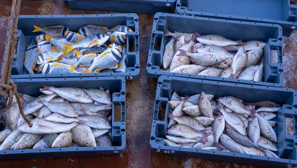 Pescador Classificando Peixes Capturados Mar Por Categoria Qatar Pesca Marítima — Fotografia de Stock