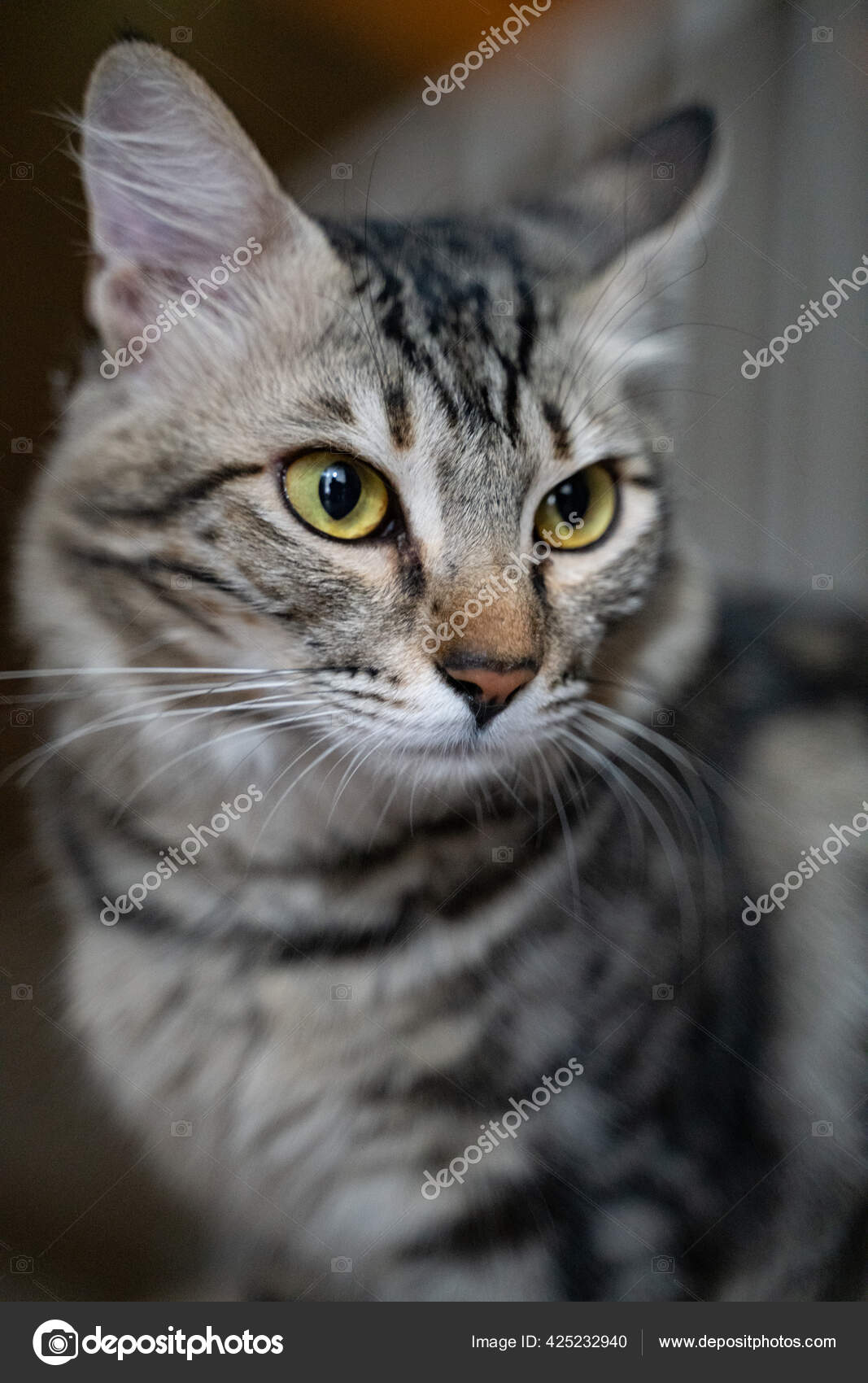 Chat Americain A Poil Court Images Libres De Droit Photos De Chat Americain A Poil Court Depositphotos