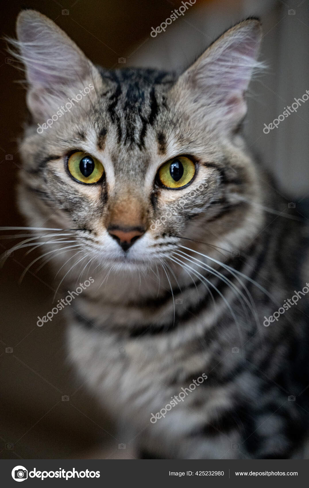 Chat Americain A Poil Court Images Libres De Droit Photos De Chat Americain A Poil Court Depositphotos