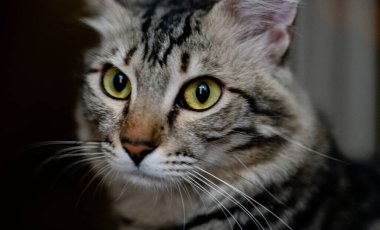 Mısırlı yerli kısa saçlı kedinin portresi. Evcil Kedi