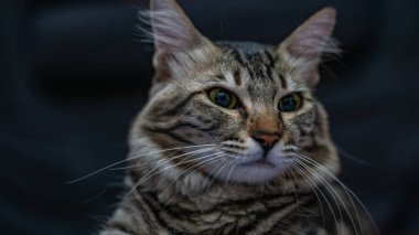 Mısırlı yerli kısa saçlı kedinin portresi. Evcil Kedi