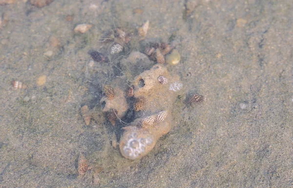 Living sea shells on coral in wakrah beach qatar. Sea shell