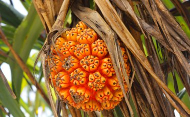 non-edible tropical pandan fruit or pandanus which grows from palm trees in Sri Lanka. Pandan Tree. Pandanus tree, Pandanus Palm, Citrifolia Fruits. Screwpine fruits clipart