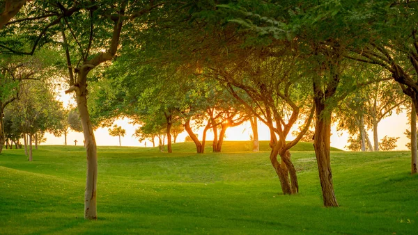 Rayo Salida Del Sol Que Viene Través Los Árboles Parque —  Fotos de Stock