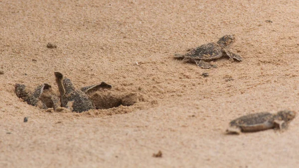 Loggerhead baby sea turtles hatching in a turtle farm in Hikkaduwa. Sri Lanka. Selective Foucs
