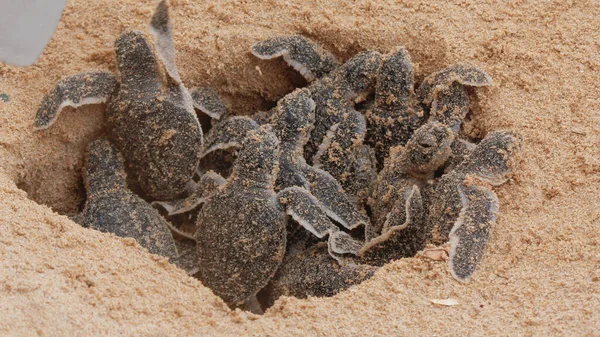 Loggerhead baby sea turtles hatching in a turtle farm in Hikkaduwa. Sri Lanka. Selective Foucs