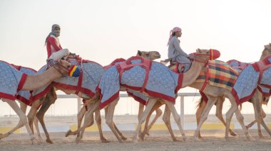 Ash-Shahaniyah, Katar... 01 Kasım 2020: Jokeyler deve yarışı pistinde yürümek için develeri alıyorlar..