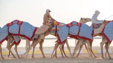Ash-Shahaniyah, Katar... 01 Kasım 2020: Jokeyler deve yarışı pistinde yürümek için develeri alıyorlar..