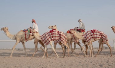 Ash-Shahaniyah, Katar... 01 Kasım 2020: Jokeyler deve yarışı pistinde yürümek için develeri alıyorlar..