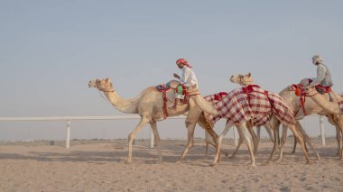 Ash-Shahaniyah, Katar... 01 Kasım 2020: Jokeyler deve yarışı pistinde yürümek için develeri alıyorlar..