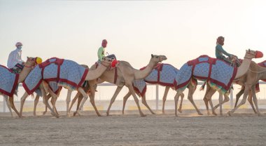 Ash-Shahaniyah, Katar... 01 Kasım 2020: Jokeyler deve yarışı pistinde yürümek için develeri alıyorlar..